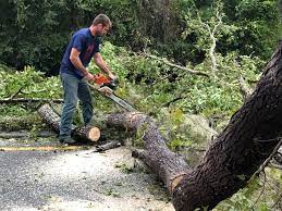 Best Tree Trimming and Pruning  in Pioneer, CA