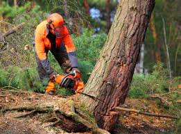 Professional Tree Removal Services in Pioneer, CA