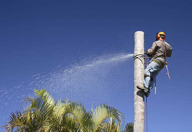 How Our Tree Care Process Works  in  Pioneer, CA