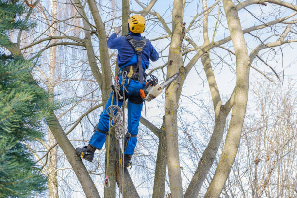 Best Leaf Removal  in Pioneer, CA