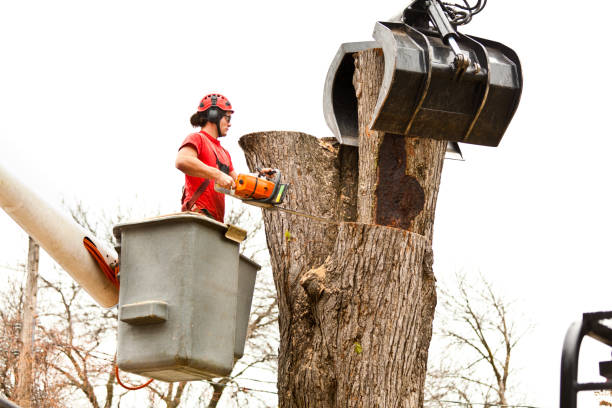 Best Tree Preservation Services  in Pioneer, CA